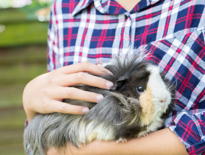 Barnesville Small Animal Veterinarian