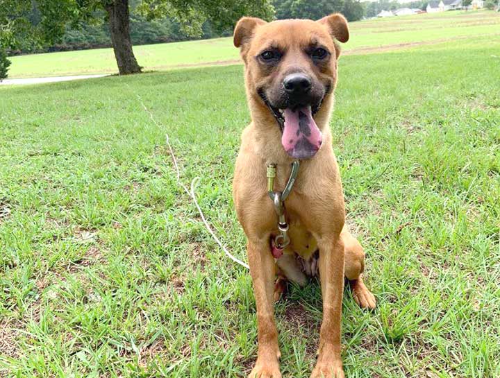 Preventive Care for Dogs