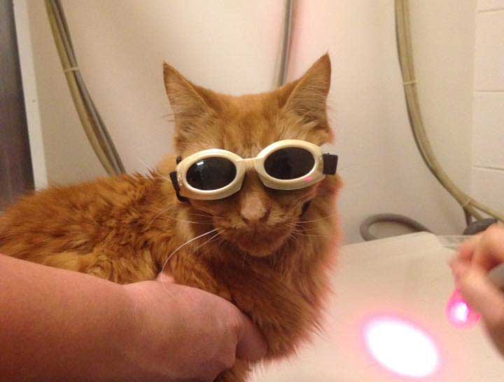 Laser Therapy for Dogs