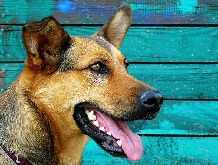 Barnesville Pet Dentists
