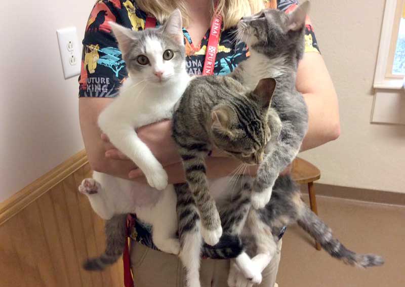 Carousel Slide 4: Kitten Care