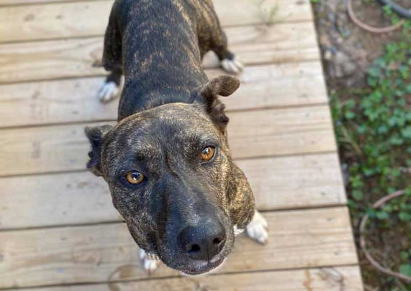 Carousel Slide 5: Dog Exams